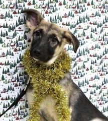 Гуля Щенятник